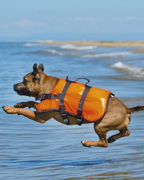 Hund mit Schwimmweste springt ins Wasser